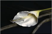 Issues Involving Death